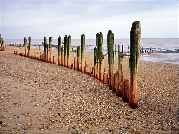Beach Weathered groynes at Winchelsea Beach, East Sussex, UK