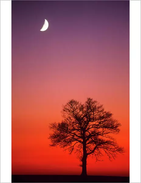 Oak Tree - & half moon in winter dusk
