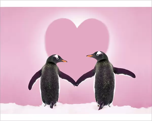 Gentoo Penguin - pair holding hands with Valentine's heart