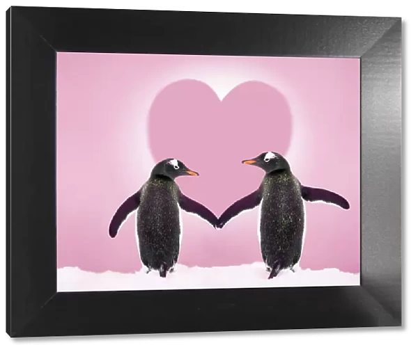 Gentoo Penguin - pair holding hands with Valentine's heart