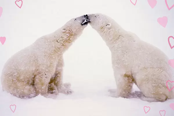 Polar Bears with pink hearts MA1574
