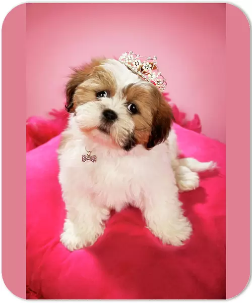 DOG - Shih Tzu - 10 week old puppy wearing a tiara on a pink cushion