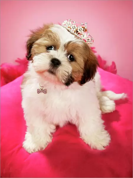 DOG - Shih Tzu - 10 week old puppy wearing a tiara on a pink cushion