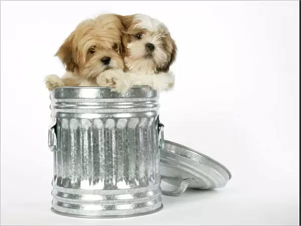 DOG - Lhasa Apso & Shih Tzu puppies in a dustbin