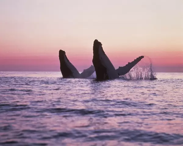 HUMPBACK WHALES - Breaching at sunset