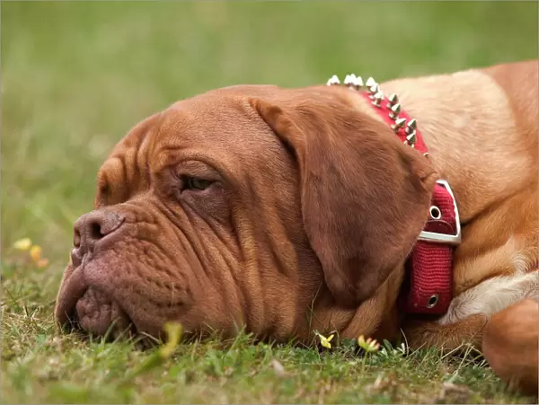 Dog - Dogue de Bordeaux  /  French Mastiff