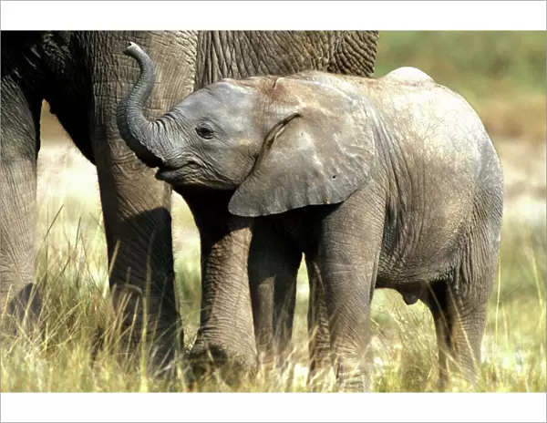 African Elephant - calf. Amboseli National Park - Kenya - Africa