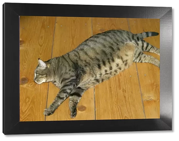 Cat - fat tabby lying on floor