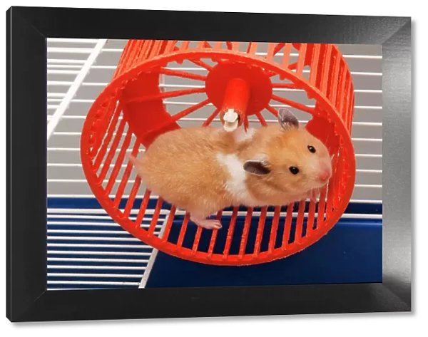 Golden Hamster  /  Syrian - in hamster wheel