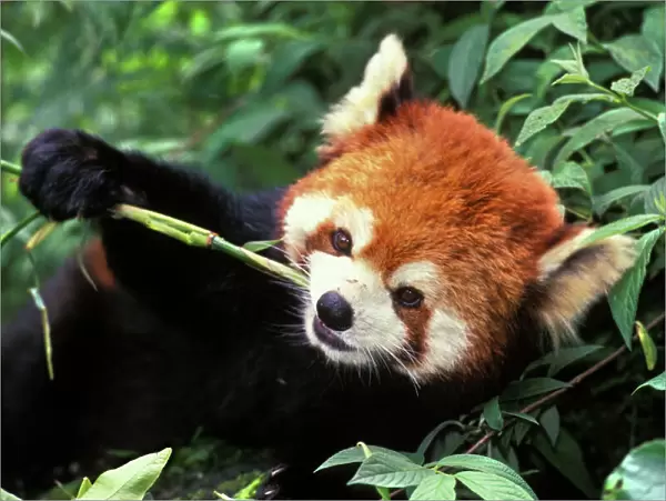 Red / Lesser Panda - Eating bamboo shoot. 2mu383 Wolong Nature Reserve, China
