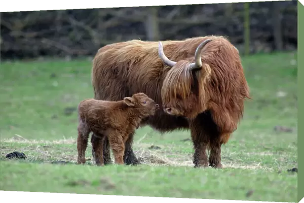 Highland Cow with Calf - Calf seeking contact mother-cow, on meadow. Lower Saxony, Germany