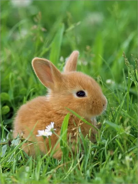 Dwarf Rabbit