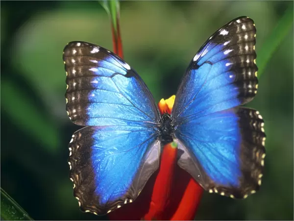 Blue Morpho Butterfly Costa Rica