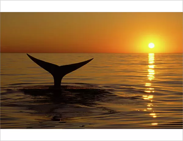 Northern Right whale - Whale diving at sunset, Bay of Fundy, New Brunswick, Canada CH 561