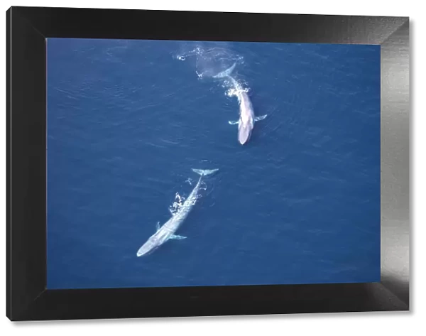 Blue Whales - Near surface Gulf of California (Sea of Cortez), Mexico