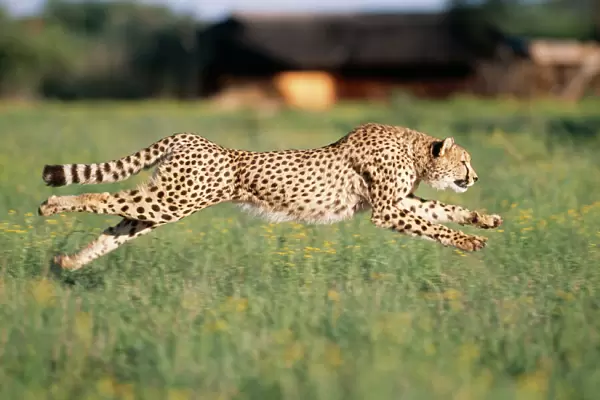Cheetah Running, sequence 1 C
