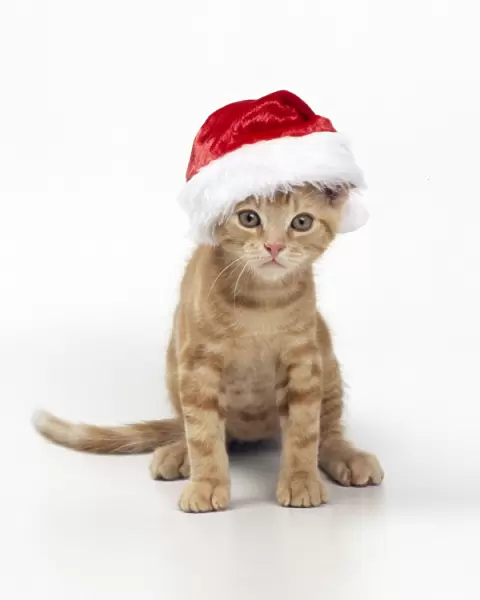 Cat Ginger kitten wearing Christmas hat