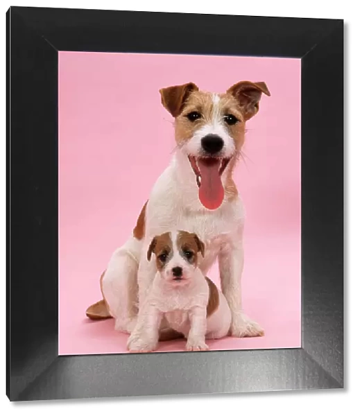 Jack Russell Terrier Dog - with pupy