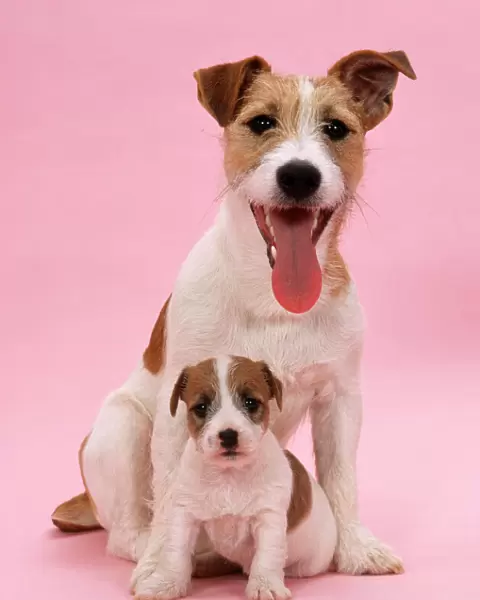 Jack Russell Terrier Dog - with pupy