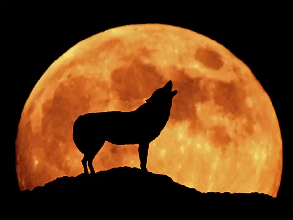 Wolf - Howling against full moon at night