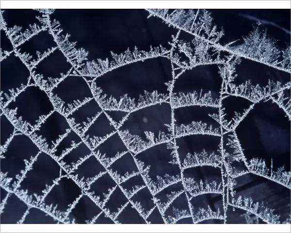 Frost on Spider's web