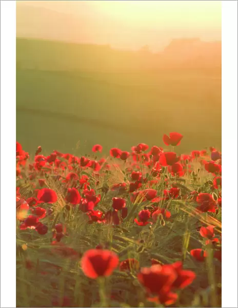 Poppies in cereal crop, sun haze / flare - backlit