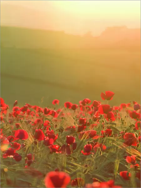 Poppies in cereal crop, sun haze / flare - backlit