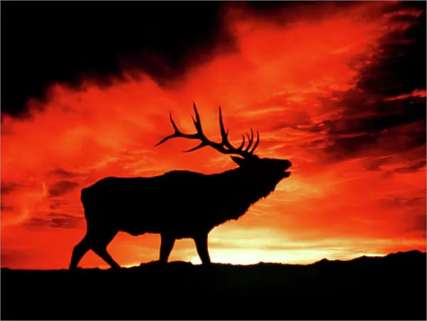 American Wapiti  /  Elk - Bugling at sunset