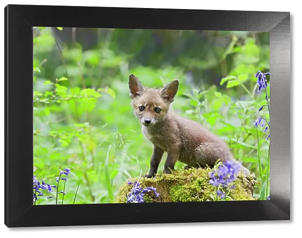 Red Fox - cub on mossy stump with bluebells - controlled conditions 12673