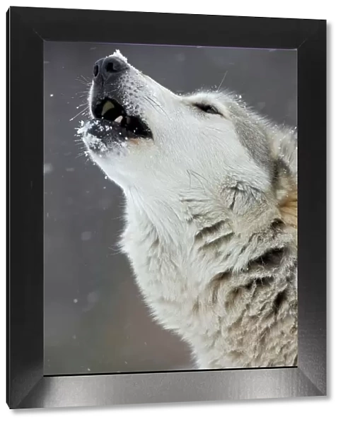 Gray  /  Grey  /  Timber Wolf - male howling in snow - controlled conditions