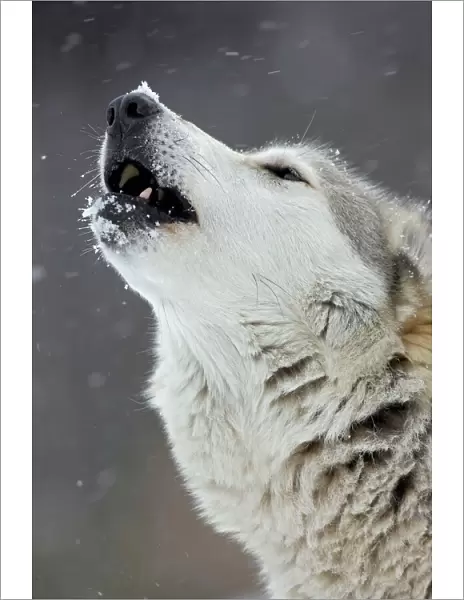 Gray  /  Grey  /  Timber Wolf - male howling in snow - controlled conditions