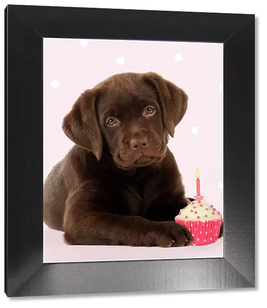 DOG - Chocolate Labrador puppy laying down with cup cake Digital Manipulation: Added background & cake (Su)