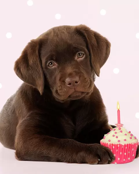 DOG - Chocolate Labrador puppy laying down with cup cake Digital Manipulation: Added background & cake (Su)