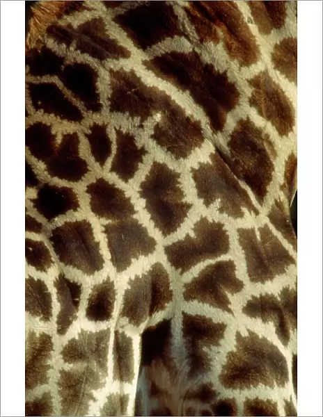 Southern Giraffe markings CRH 947 Moremi, Botswana Giraffa camelopardalis © Chris Harvey  /  ardea. com