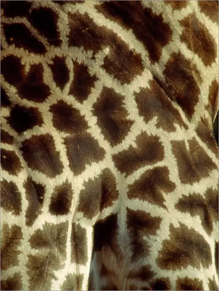 Southern Giraffe markings CRH 947 Moremi, Botswana Giraffa camelopardalis © Chris Harvey  /  ardea. com