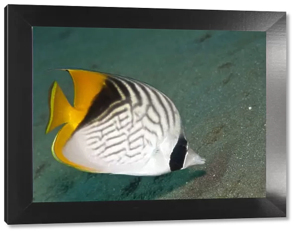 Threadfin Butterflyfish - Red Sea