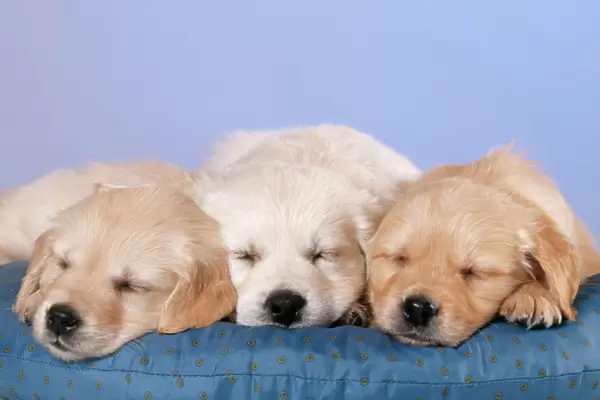 Golden Retriever Dog - puppies with eyes closed, on cushion