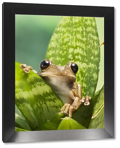 Cuban Tree Frog - on plant front view - Controlled conditions 15319