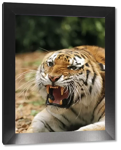 SiberianTiger WAT 457 Panthera tigris altaica © M. Watson  /  ardea. com