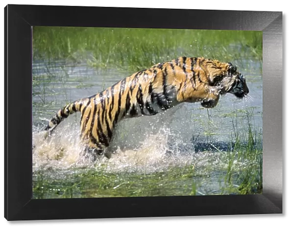 Bengal  /  Indian Tiger WAT 466 Leaping through water Panthera tigris tigris © M. Watson  /  ARDEA LONDON