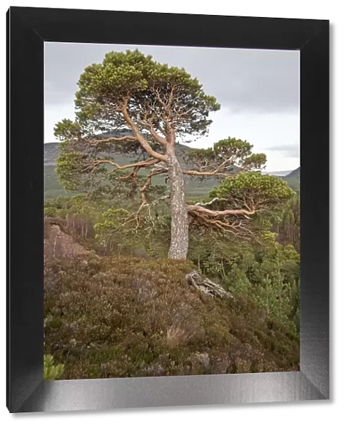 Pine Tree - Cairngorm mountain - Scotland