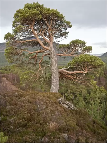 Pine Tree - Cairngorm mountain - Scotland