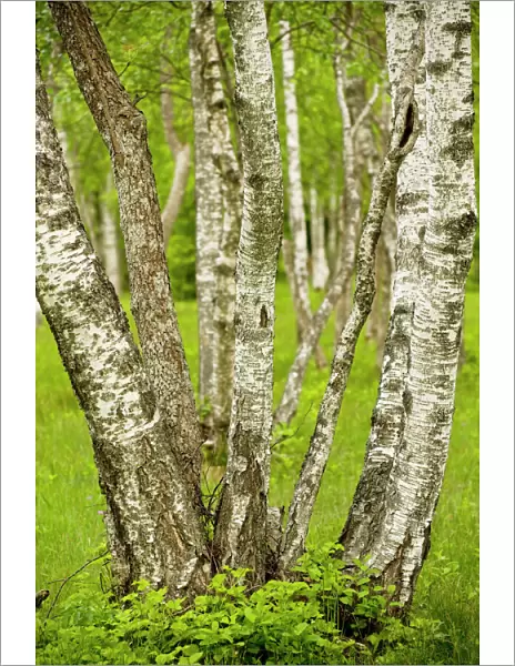Coppiced Downy Birch trunks in Laelatu Wooded Meadow, Puhtu-Laelatu Reserve; West coast of Estonia