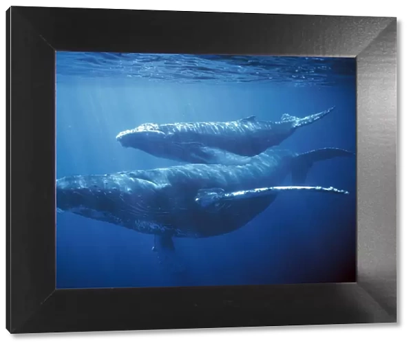 Humpback Whales - underwater