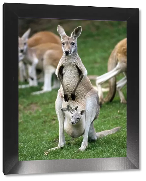 Red Kangaroo - female with offspring