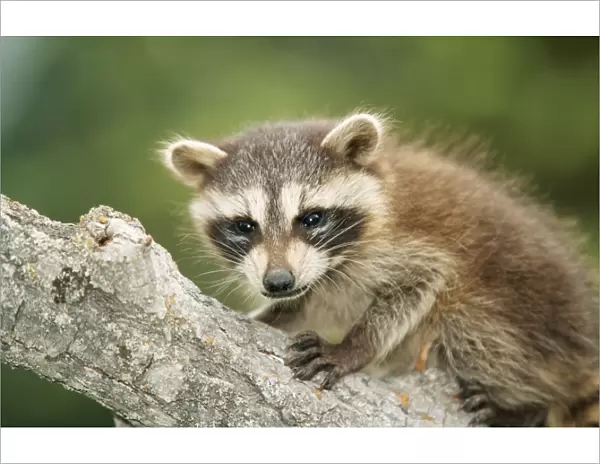 North American Raccoon WAT 3715 Procyon lotor © M. Watson  /  ardea. com