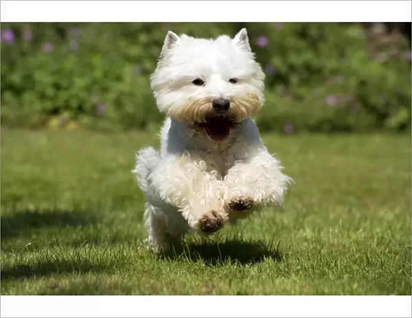 DOG - West highland white terrier running in garden