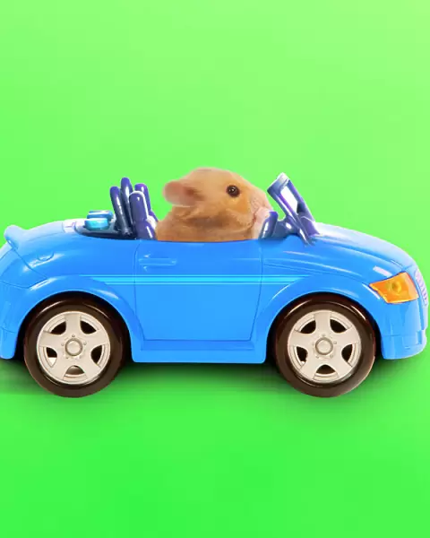 Hamster driving miniature sports convertible car Digital Manipulation: Changed background & car colour