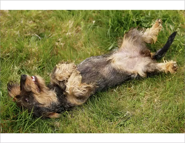 Dog - Wirehaired Dachshund - rolling on back
