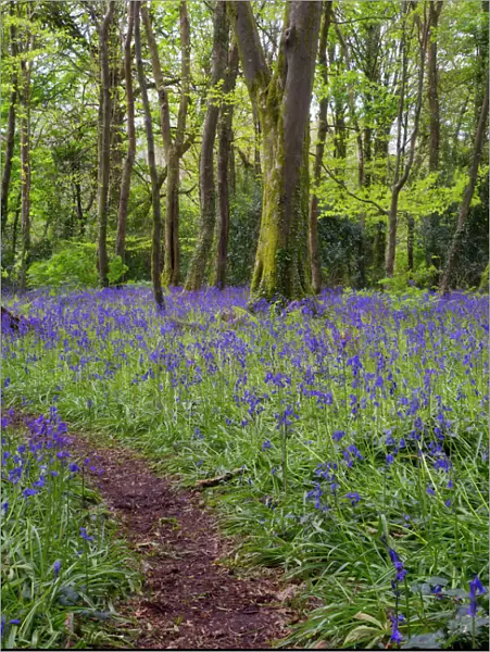 Pendarves Woods - Bluebells - Spring - Cornwall - UK
